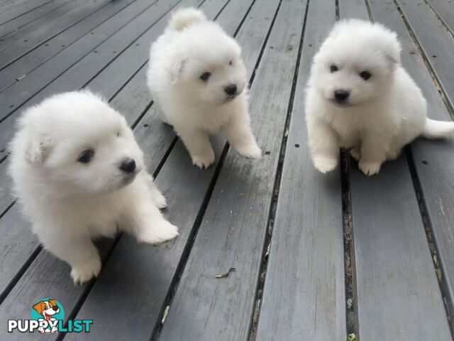 🐾✨ Adorable Japanese Spitz Puppies Looking for Loving Homes! ✨🐾