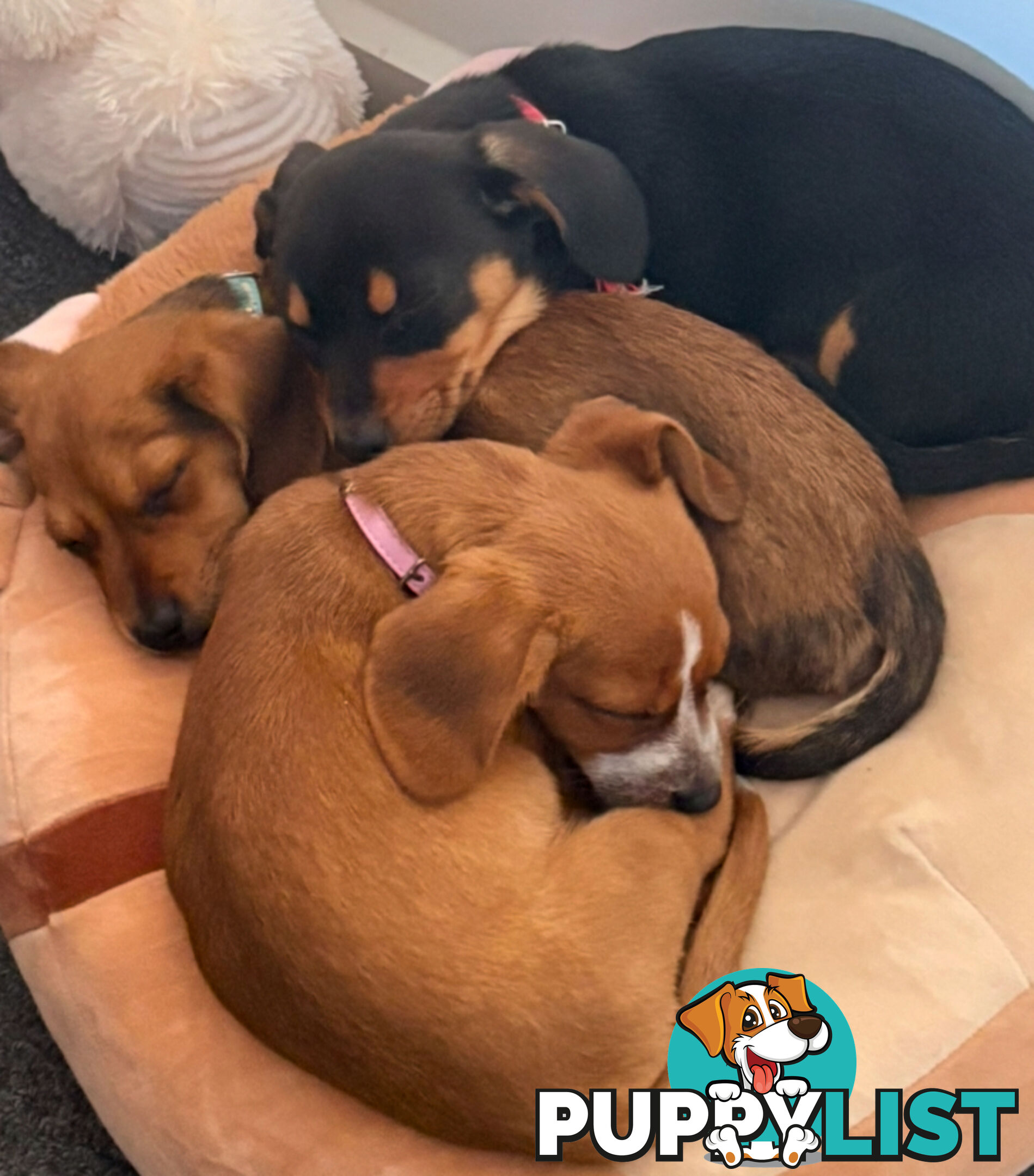 3 x Schweenie pups for sale (Shitzhu x Miniature Dachshund)