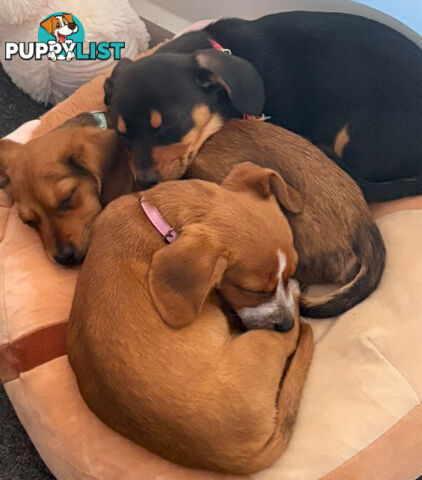 3 x Schweenie pups for sale (Shitzhu x Miniature Dachshund)