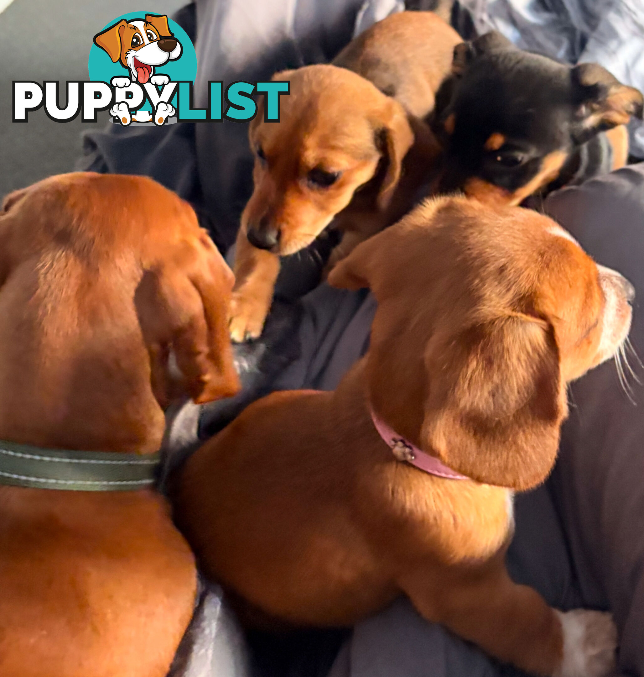 3 x Schweenie pups for sale (Shitzhu x Miniature Dachshund)