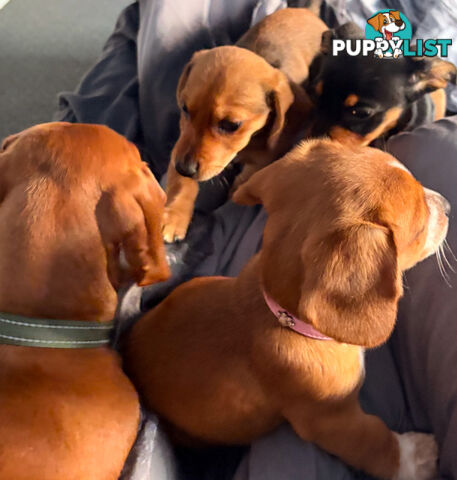 3 x Schweenie pups for sale (Shitzhu x Miniature Dachshund)