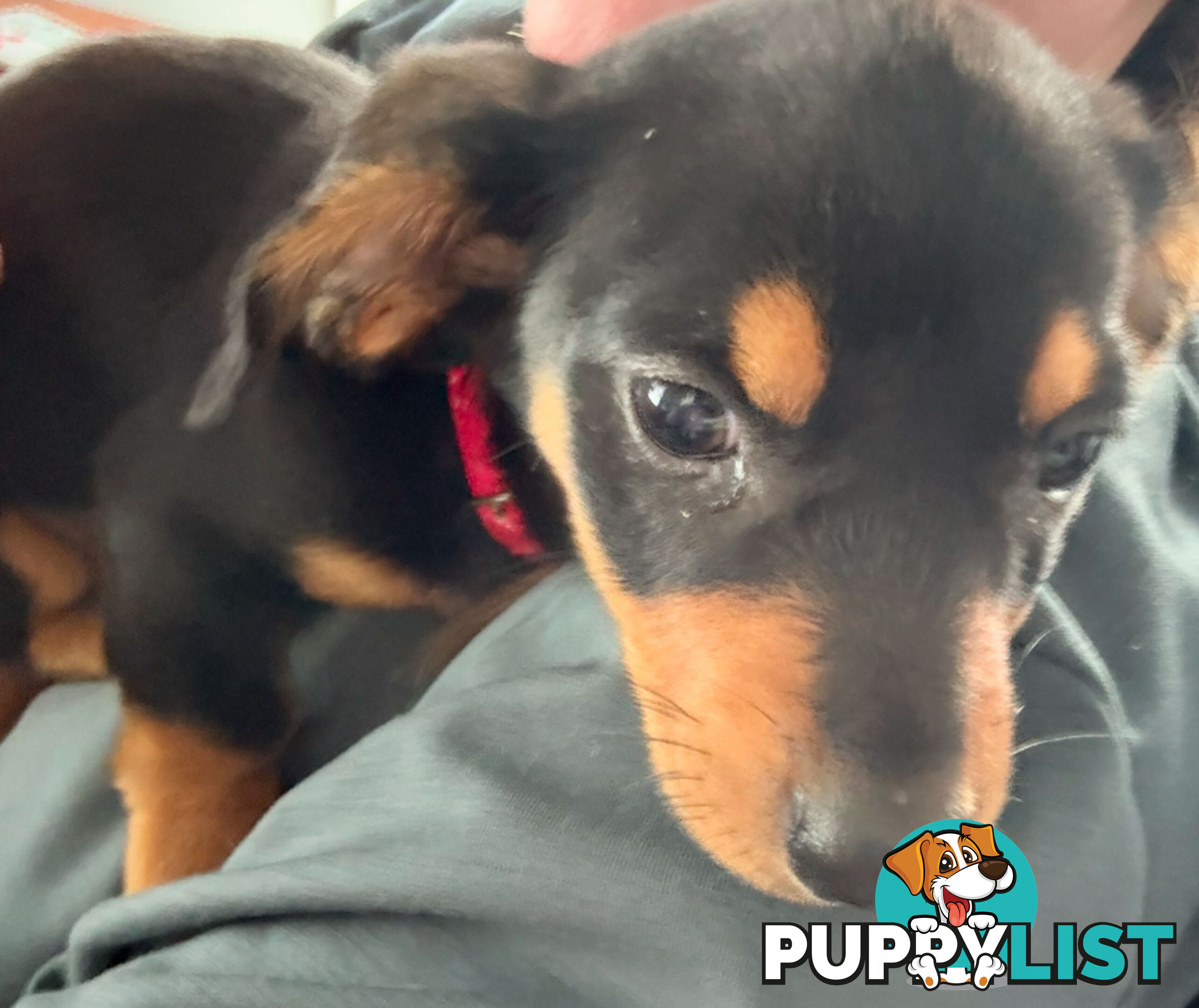 3 x Schweenie pups for sale (Shitzhu x Miniature Dachshund)