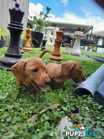 Miniature Dachshund