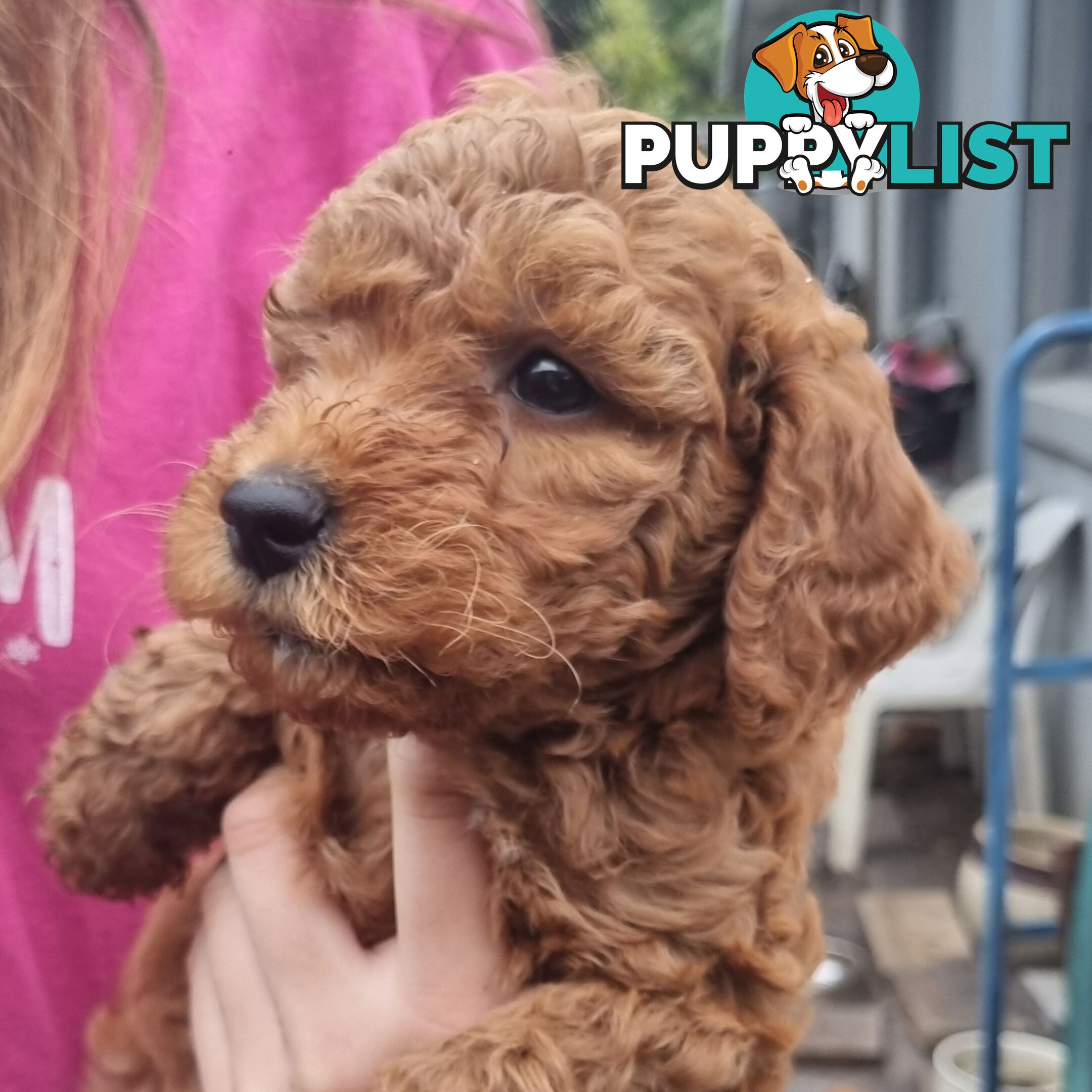 Miniature Labradoodle Puppies