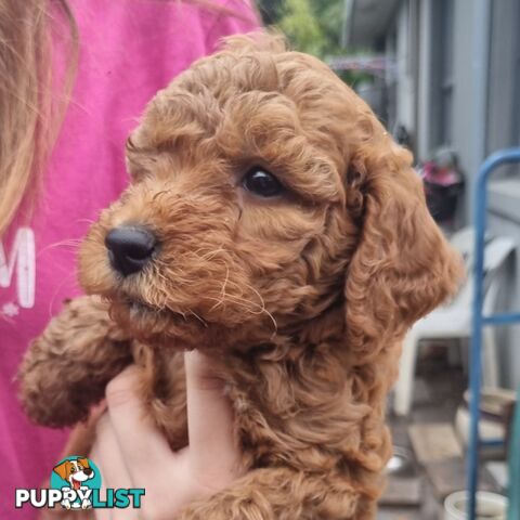 Miniature Labradoodle Puppies