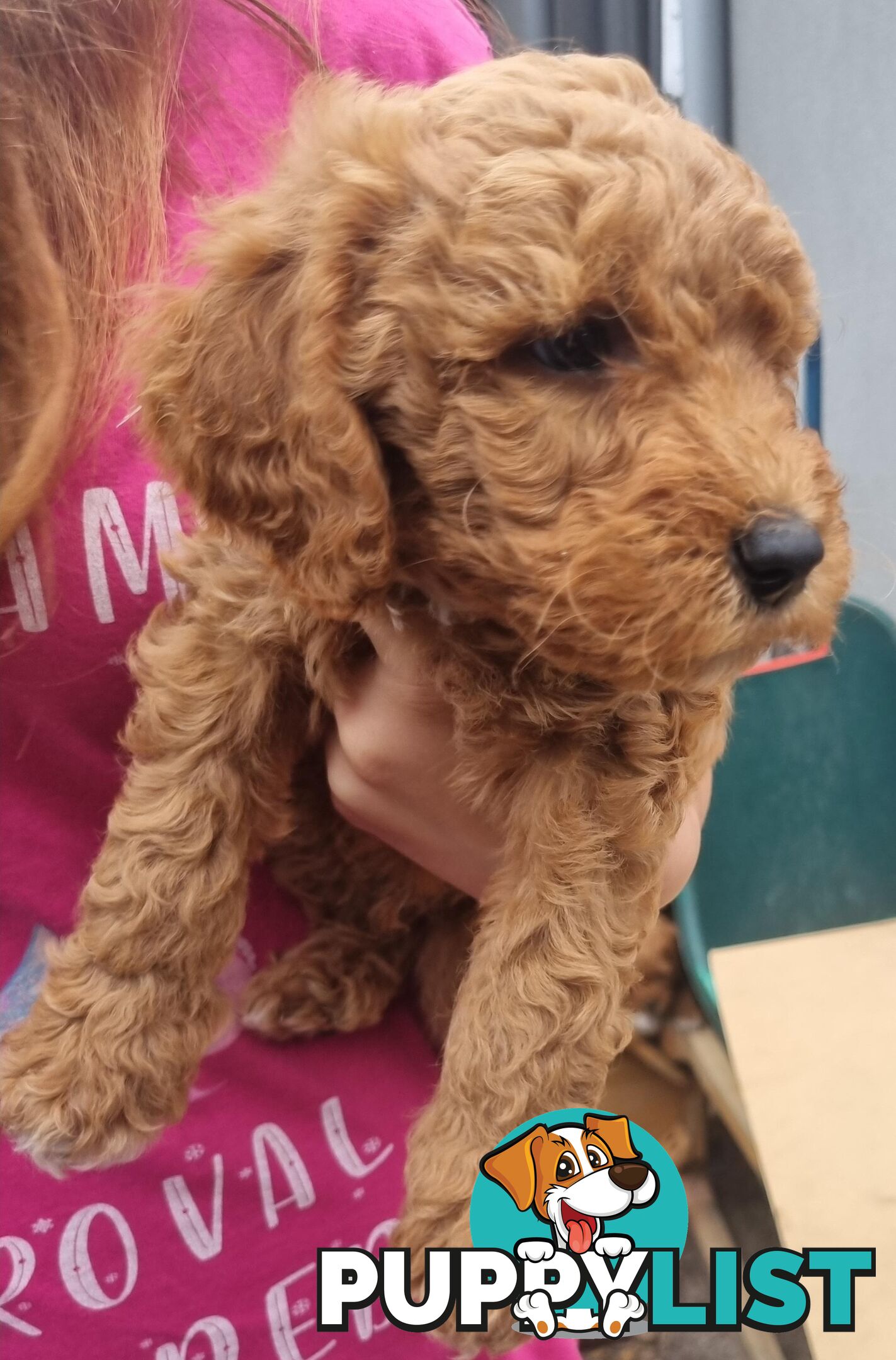 Miniature Labradoodle Puppies