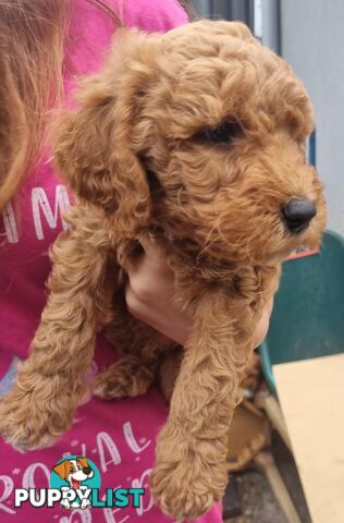 Miniature Labradoodle Puppies