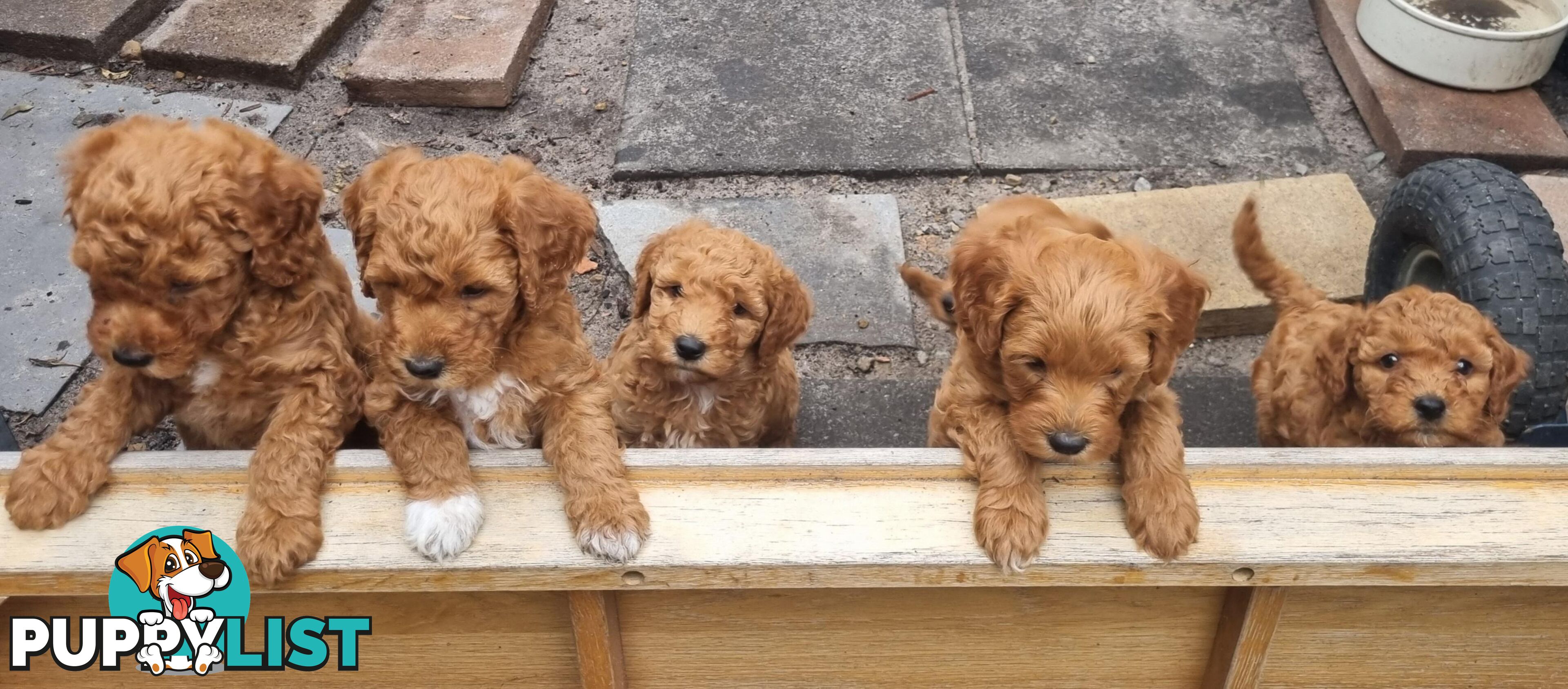 Miniature Labradoodle Puppies