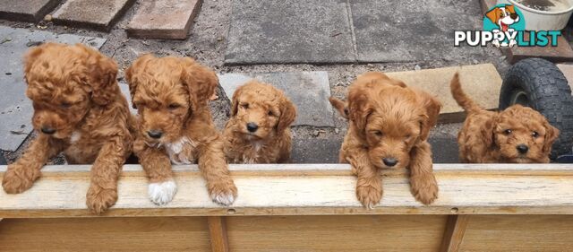 Miniature Labradoodle Puppies