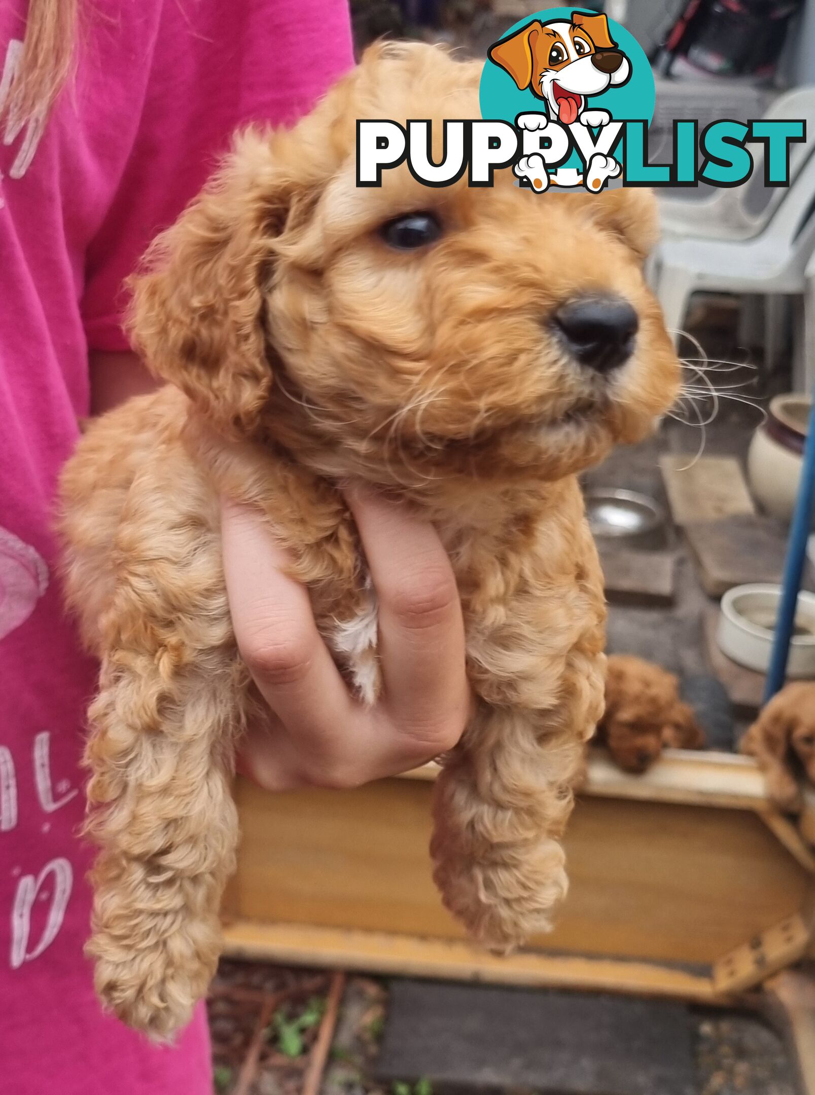 Miniature Labradoodle Puppies