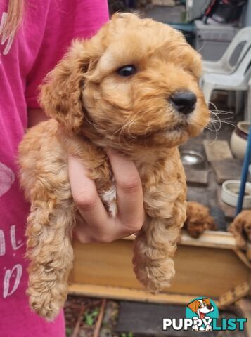 Miniature Labradoodle Puppies