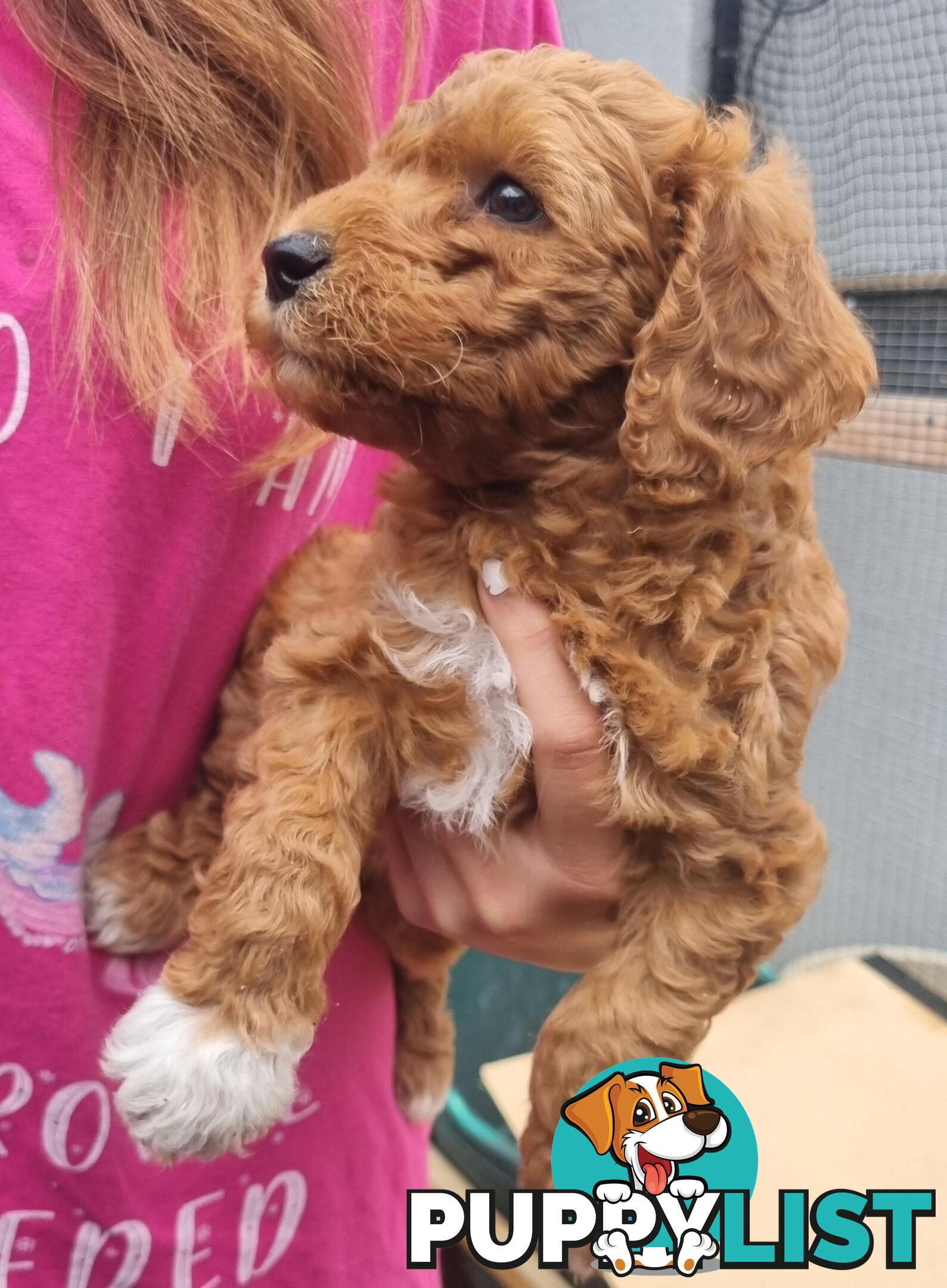 Miniature Labradoodle Puppies