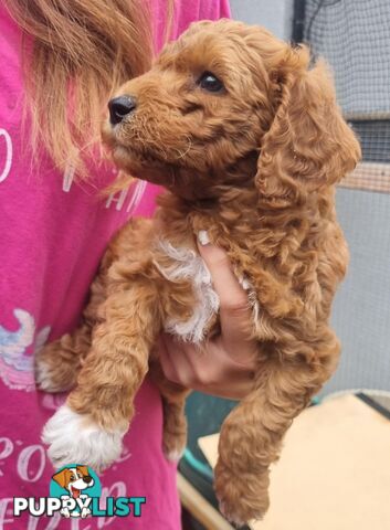 Miniature Labradoodle Puppies