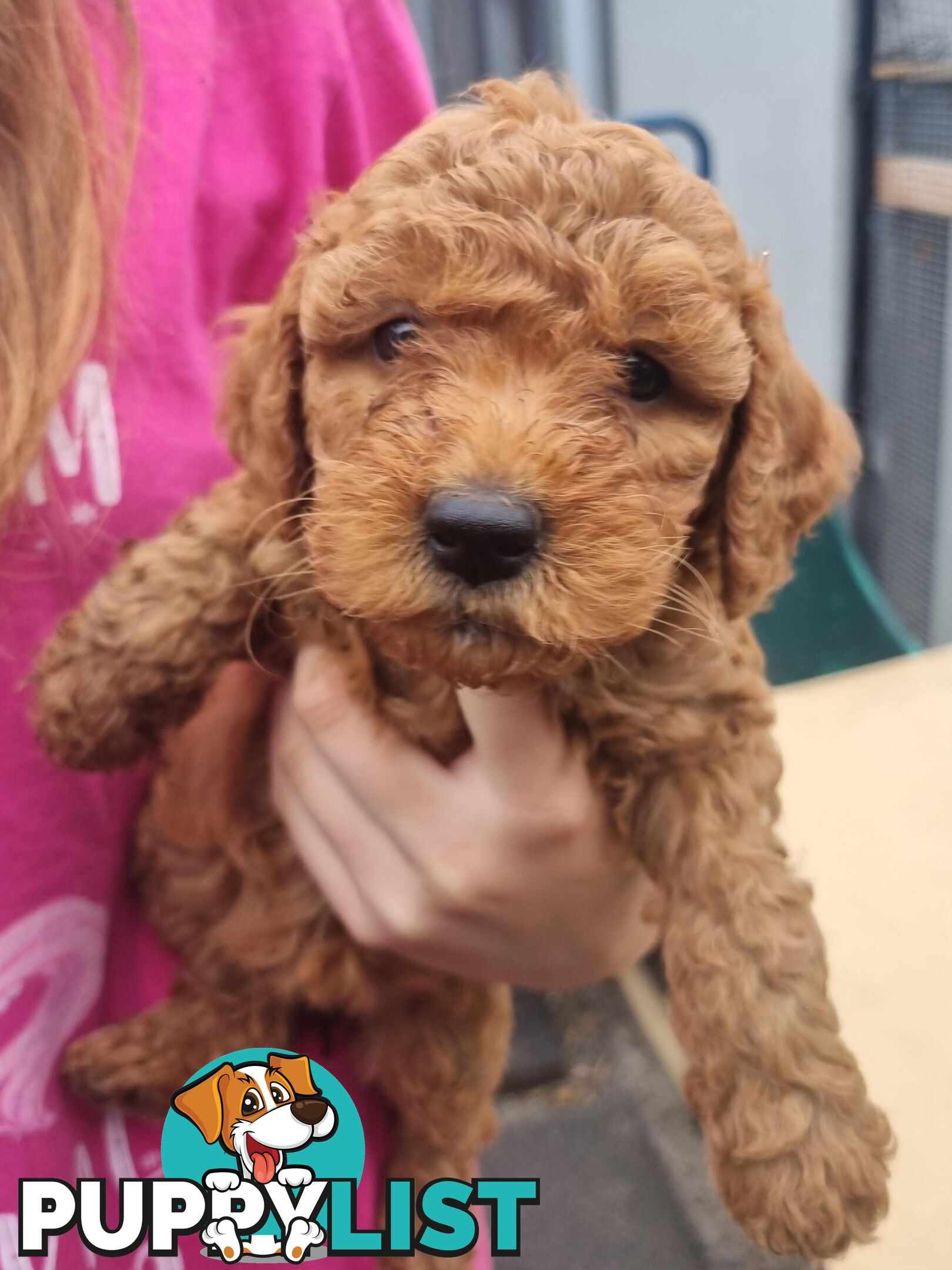 Miniature Labradoodle Puppies