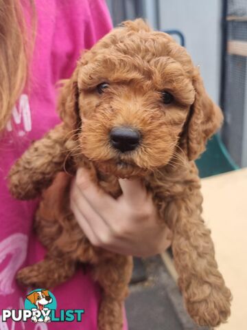 Miniature Labradoodle Puppies