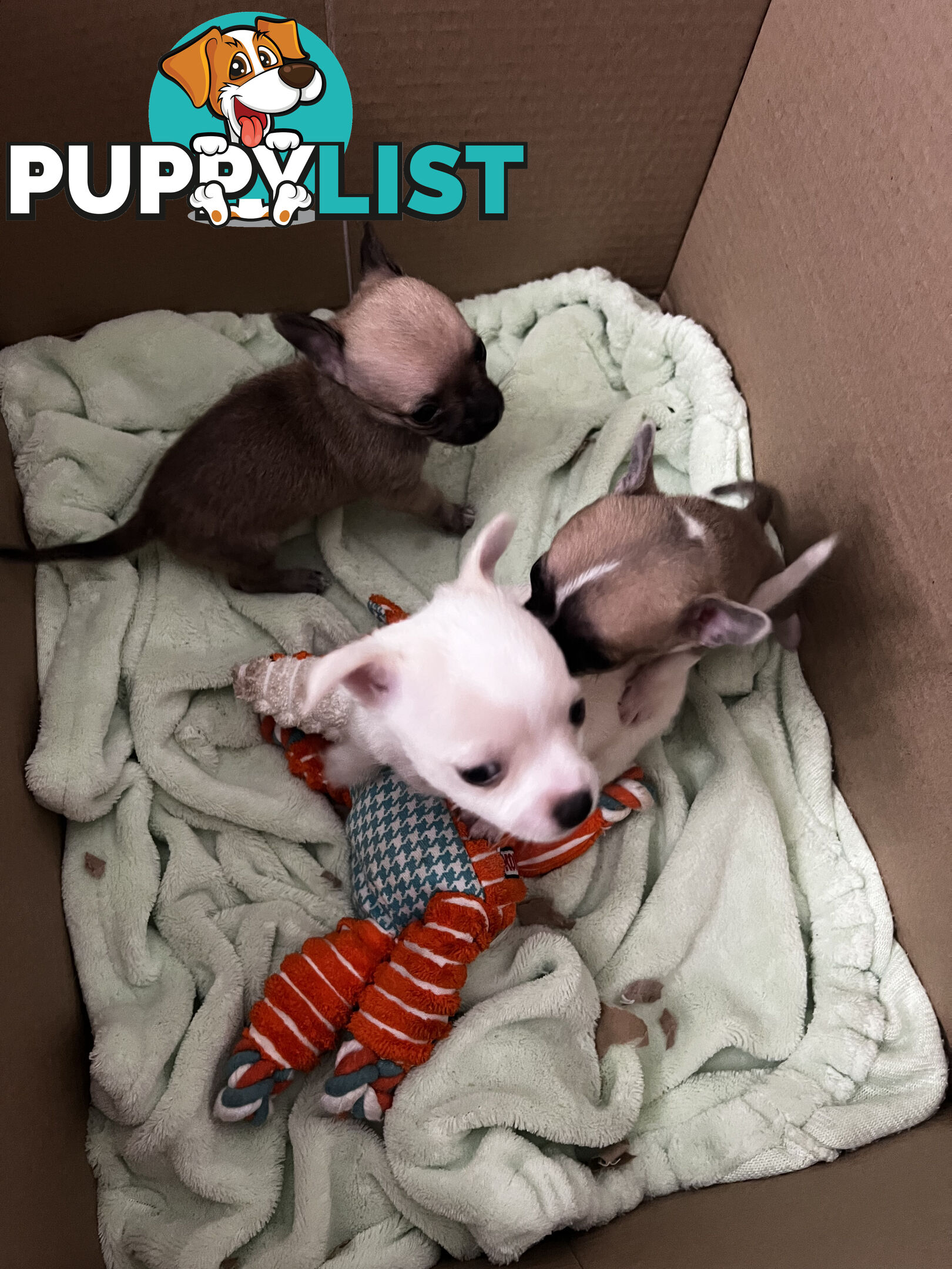 Pure breed Chihuahua Puppies - Three cute chihuahua siblings, two males and a female