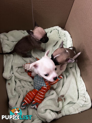 Pure breed Chihuahua Puppies - Three cute chihuahua siblings, two males and a female