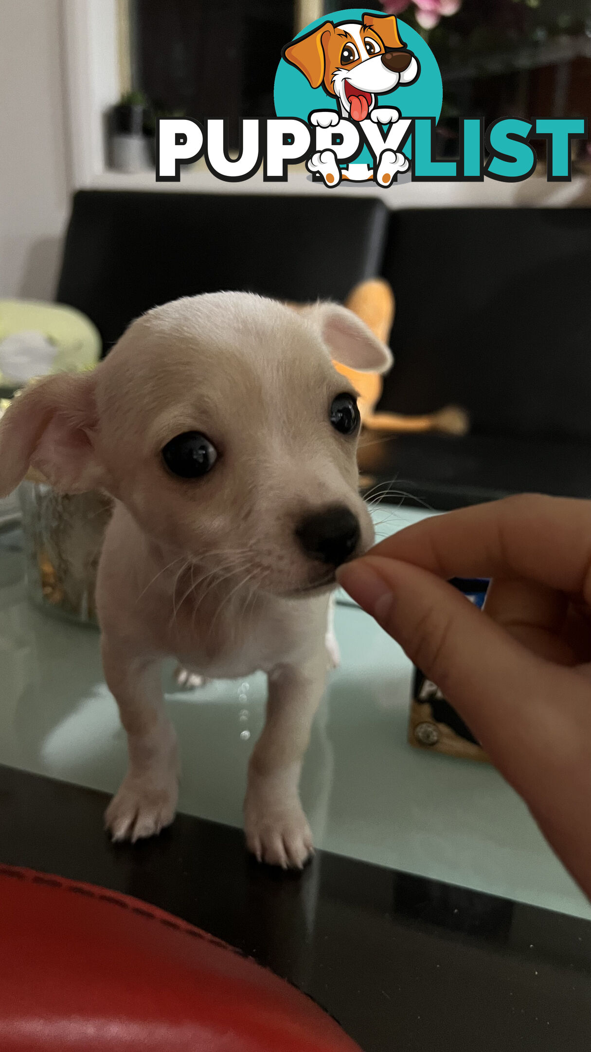 Pure breed Chihuahua Puppies - Three cute chihuahua siblings, two males and a female