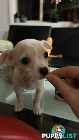 Pure breed Chihuahua Puppies - Three cute chihuahua siblings, two males and a female