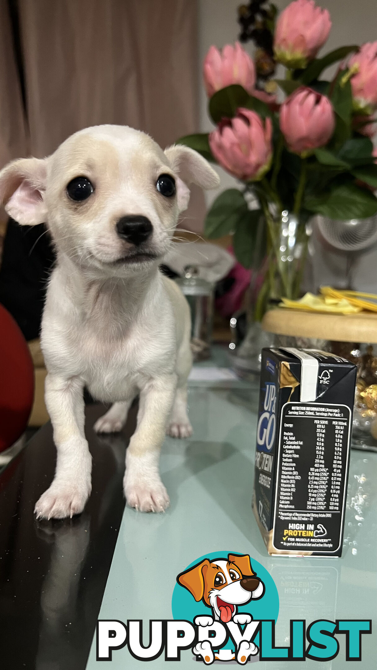 Pure breed Chihuahua Puppies - Three cute chihuahua siblings, two males and a female
