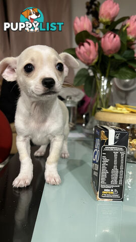 Pure breed Chihuahua Puppies - Three cute chihuahua siblings, two males and a female