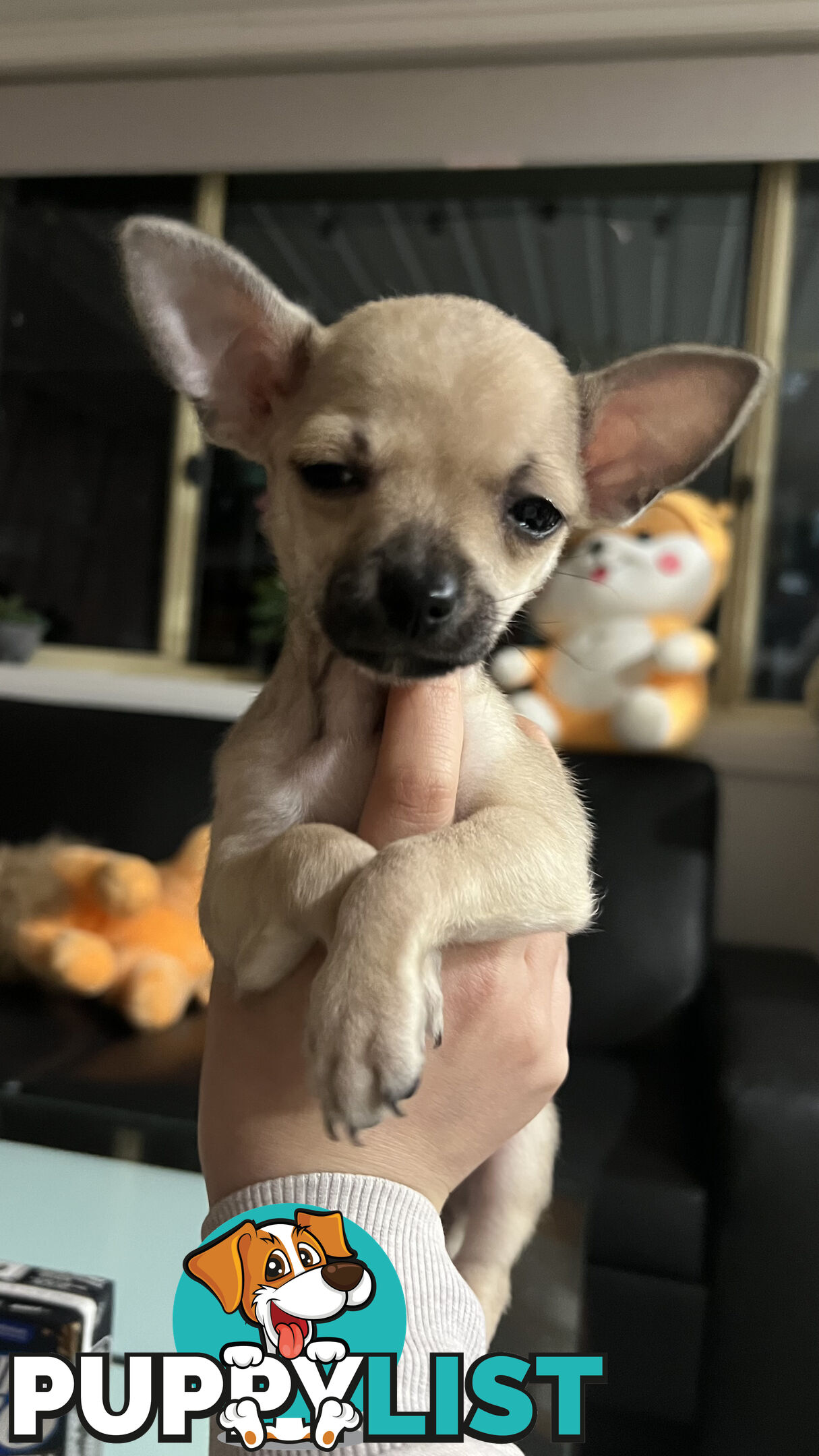 Pure breed Chihuahua Puppies - Three cute chihuahua siblings, two males and a female