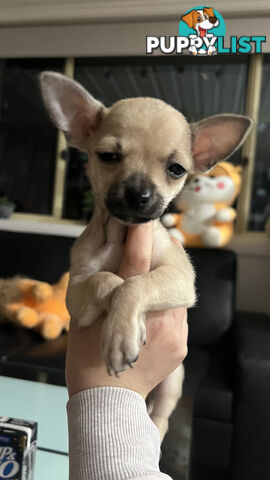 Pure breed Chihuahua Puppies - Three cute chihuahua siblings, two males and a female