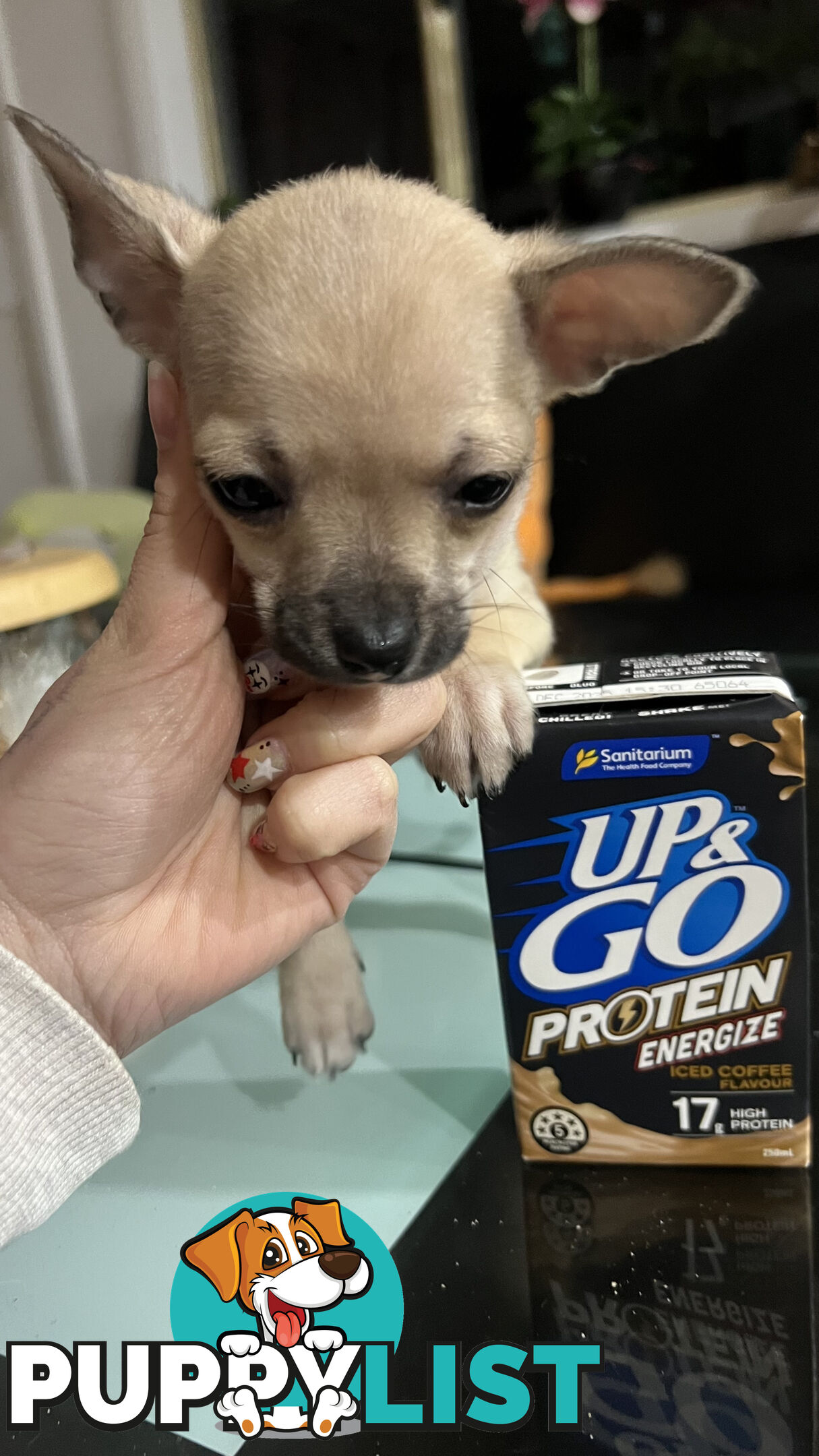 Pure breed Chihuahua Puppies - Three cute chihuahua siblings, two males and a female