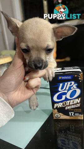Pure breed Chihuahua Puppies - Three cute chihuahua siblings, two males and a female