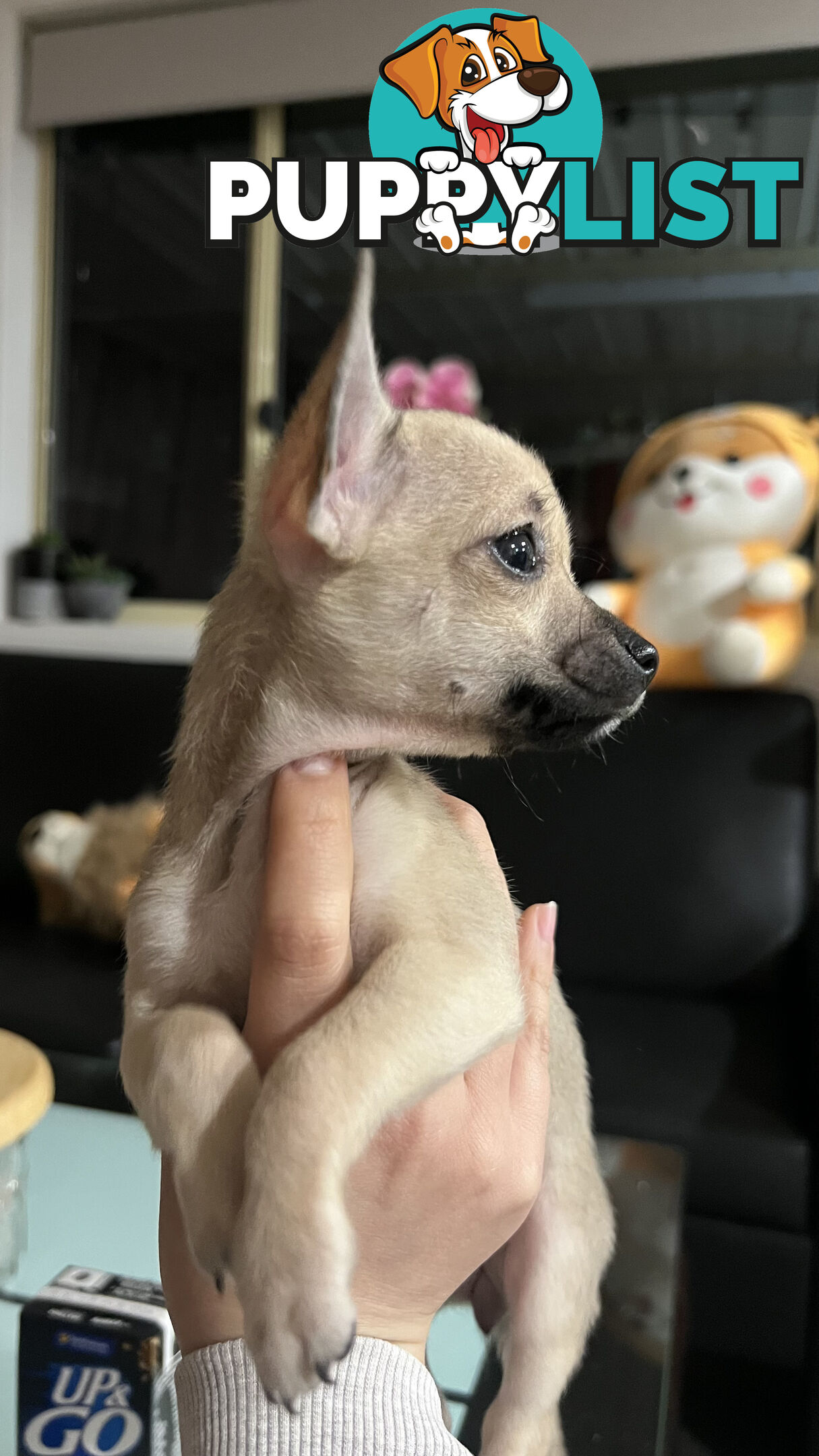 Pure breed Chihuahua Puppies - Three cute chihuahua siblings, two males and a female
