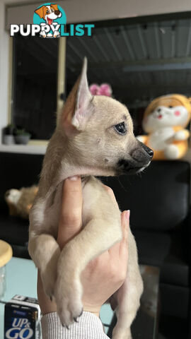 Pure breed Chihuahua Puppies - Three cute chihuahua siblings, two males and a female