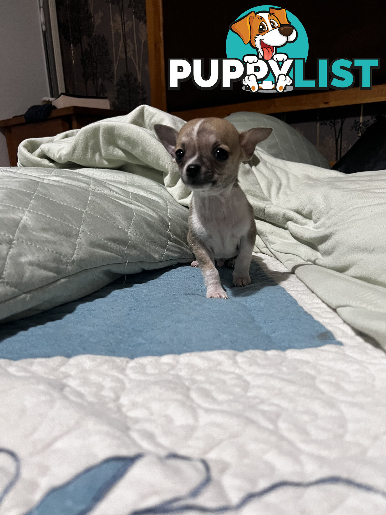 Pure breed Chihuahua Puppies - Three cute chihuahua siblings, two males and a female