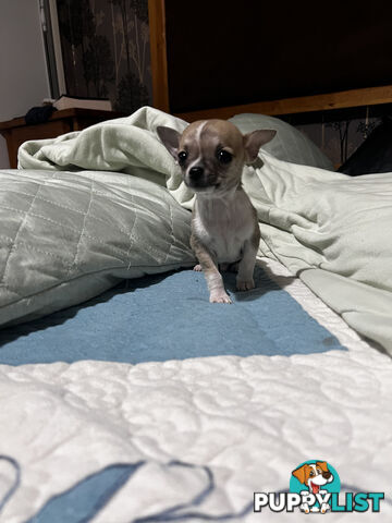 Pure breed Chihuahua Puppies - Three cute chihuahua siblings, two males and a female