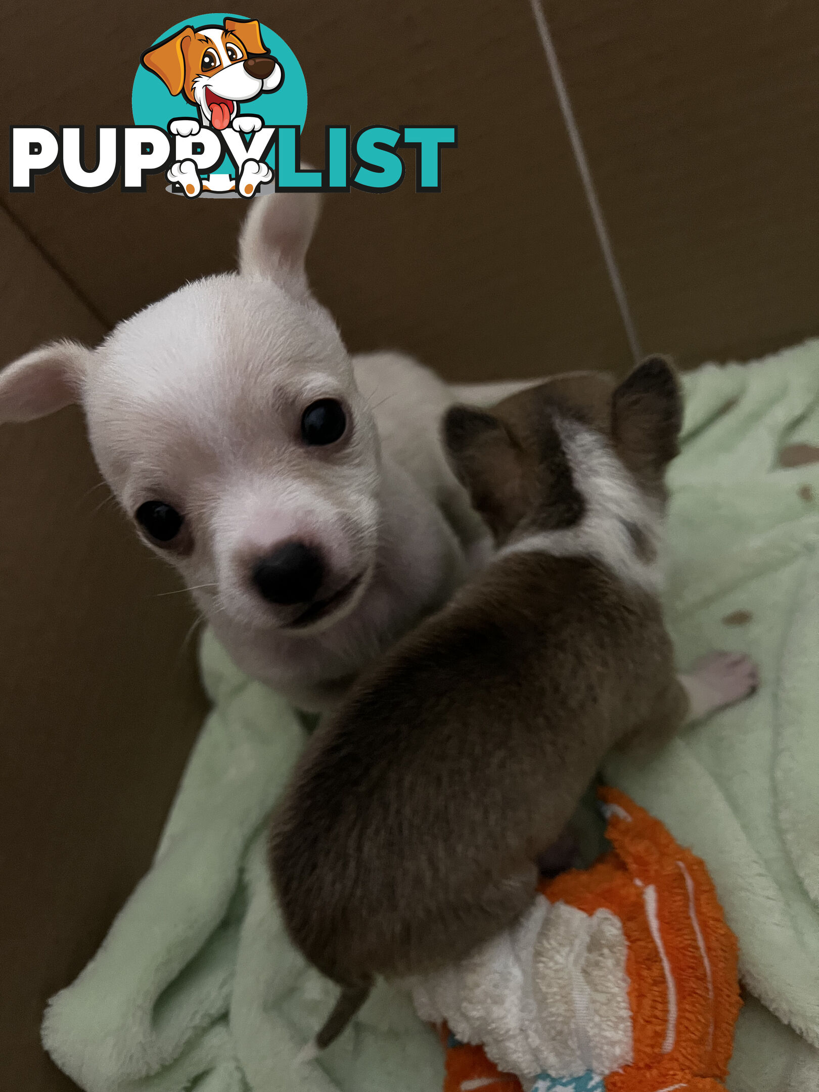 Pure breed Chihuahua Puppies - Three cute chihuahua siblings, two males and a female