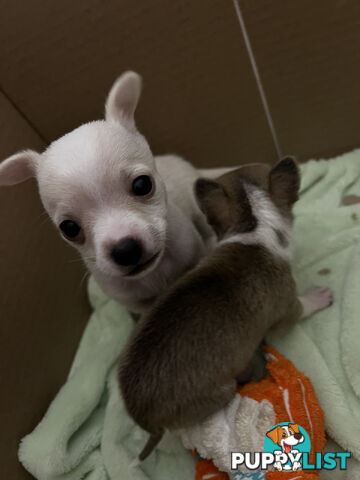 Pure breed Chihuahua Puppies - Three cute chihuahua siblings, two males and a female