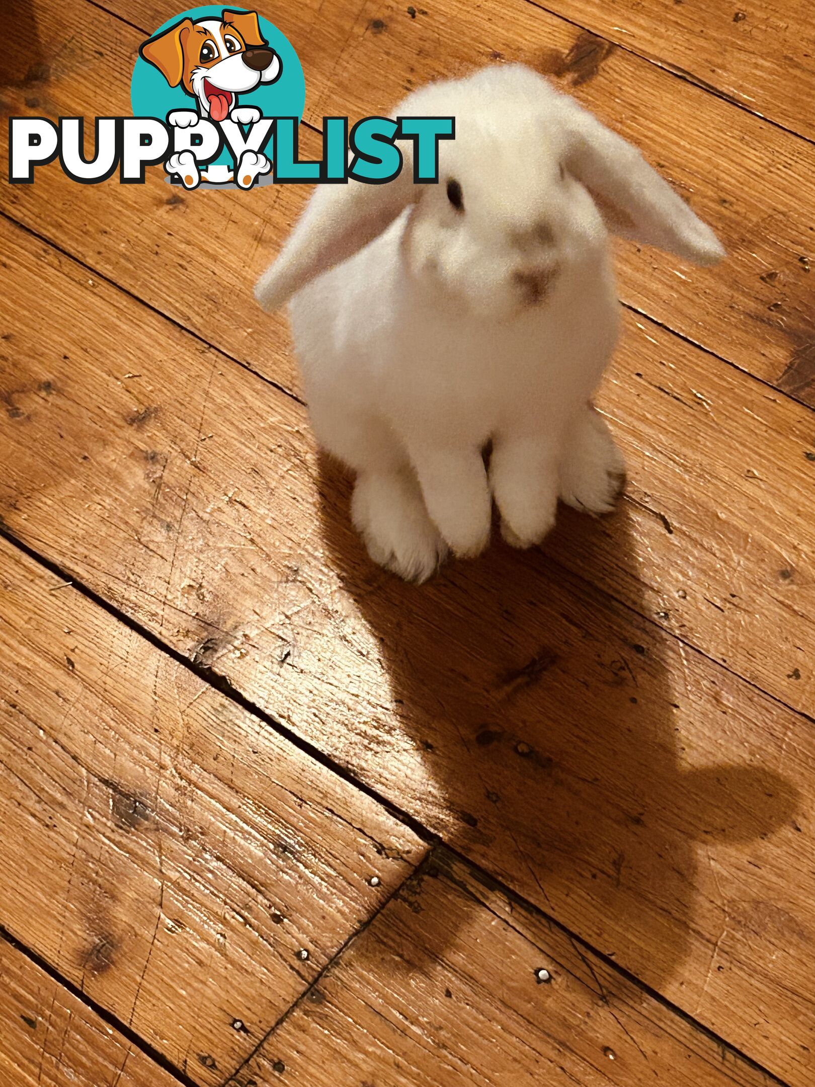 Mini Lop Rabbit