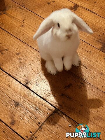 Mini Lop Rabbit