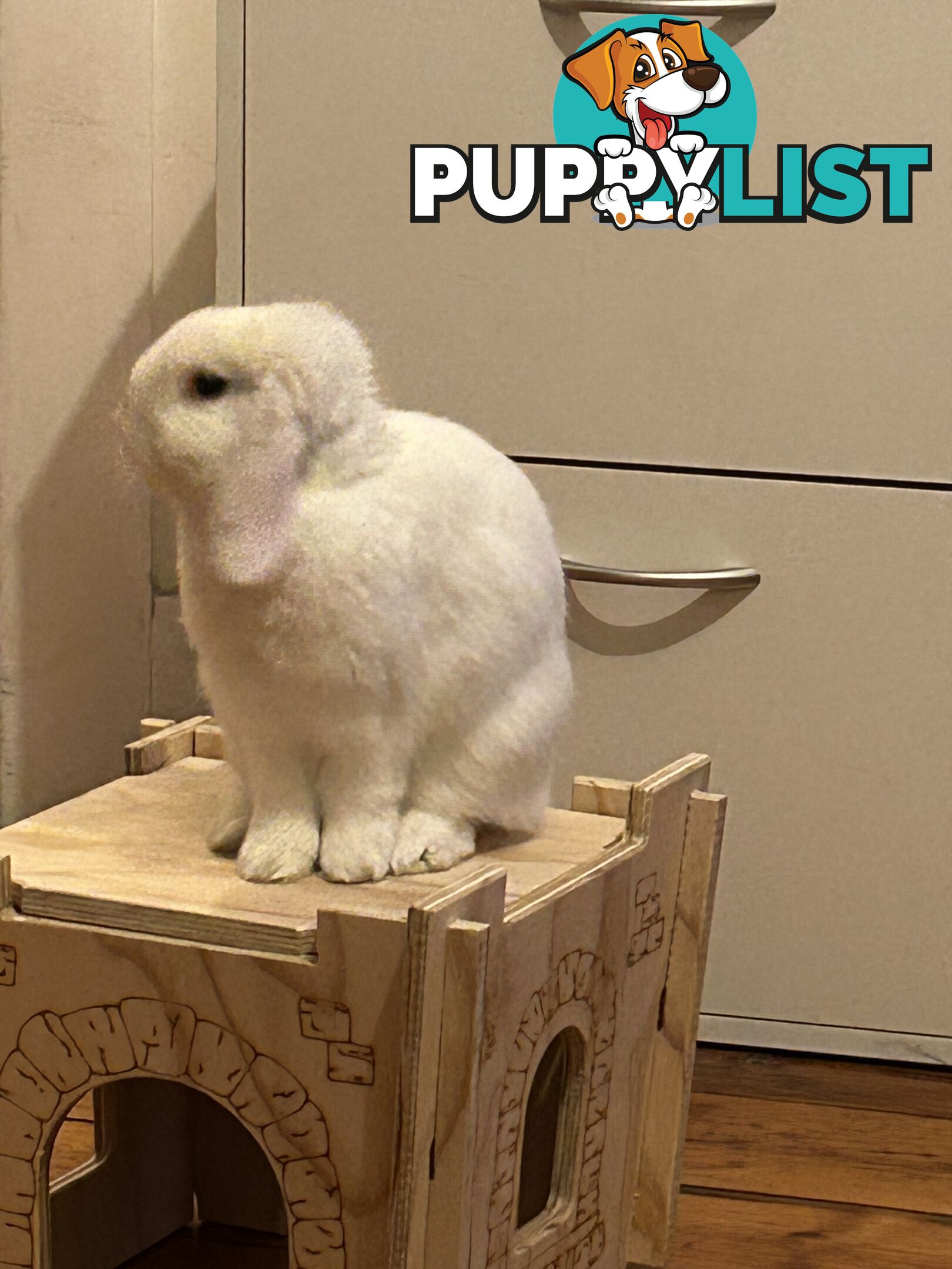 Mini Lop Rabbit