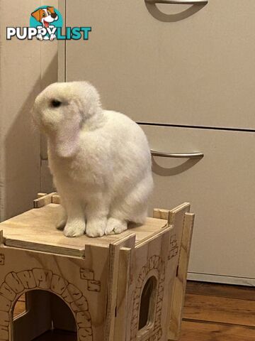 Mini Lop Rabbit