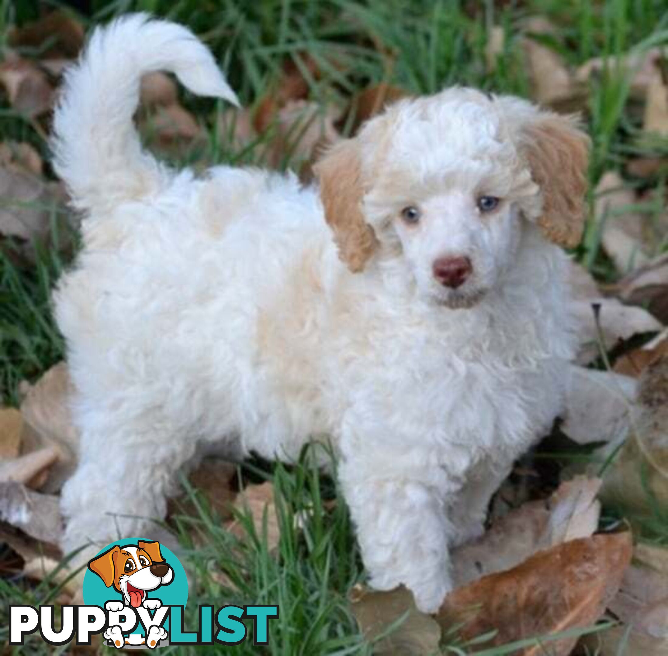 POODLES PUREBRED REG MDBA...Toy & Mini - Merle, .Brown Parti, Apricot Parti, Sable, Red.