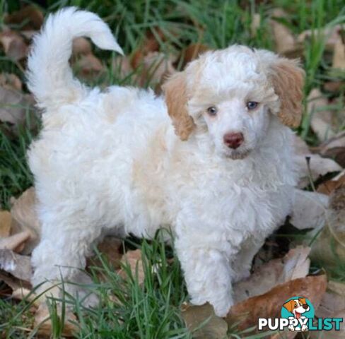 POODLES PUREBRED REG MDBA...Toy & Mini - Merle, .Brown Parti, Apricot Parti, Sable, Red.