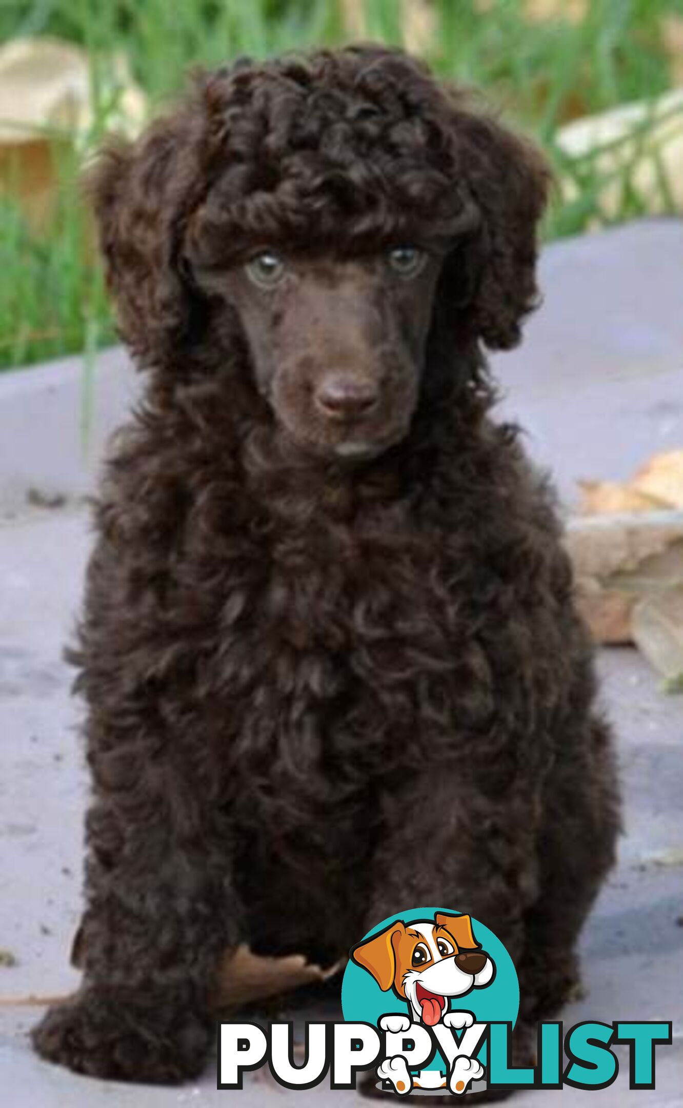 POODLES PUREBRED REG MDBA...Toy & Mini - Merle, .Brown Parti, Apricot Parti, Sable, Red.