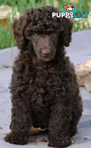 POODLES PUREBRED REG MDBA...Toy & Mini - Merle, .Brown Parti, Apricot Parti, Sable, Red.