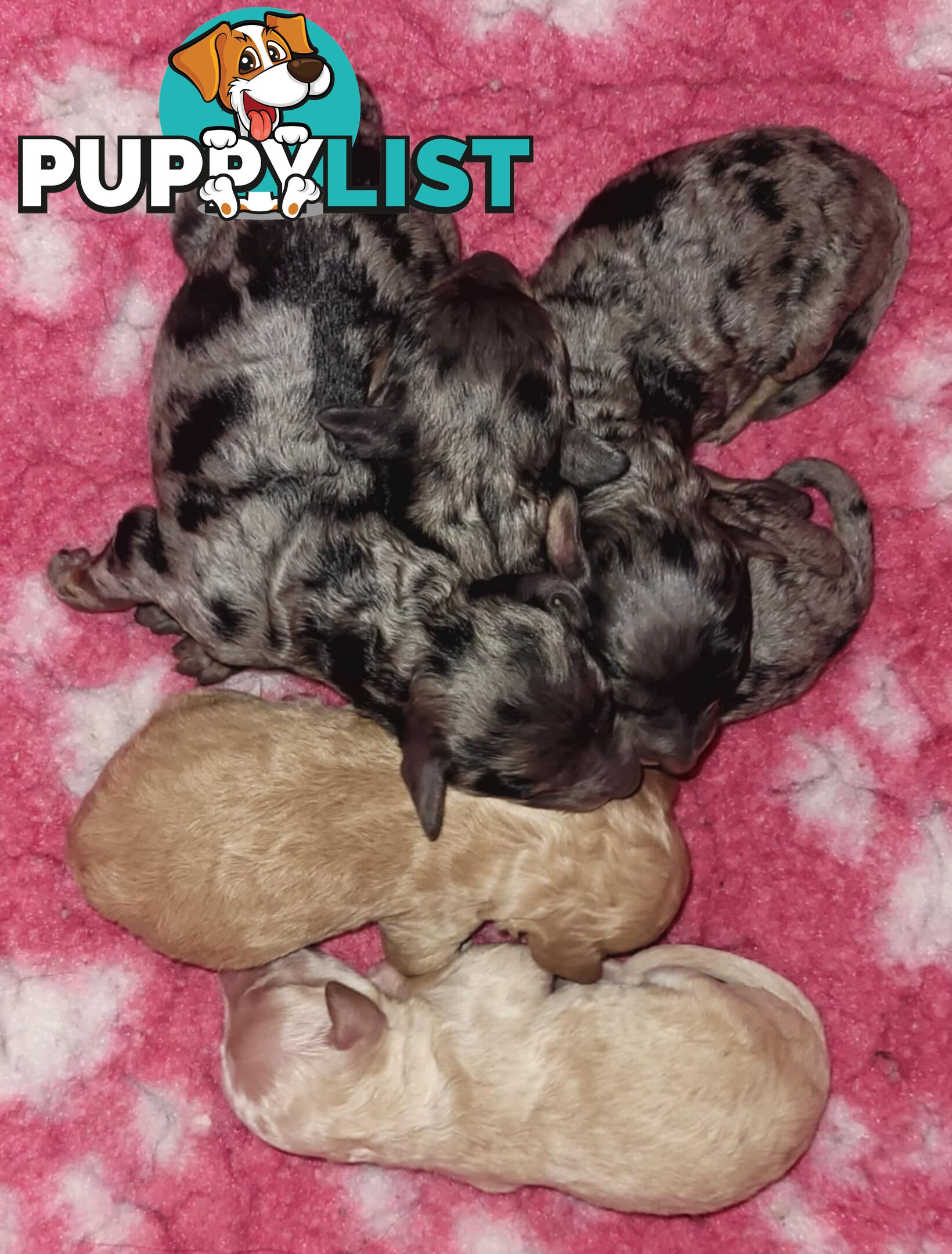 POODLES PUREBRED REG MDBA...Toy & Mini - Blue Phantom Merle, Brown, Apricot Merle Abstract, Red.