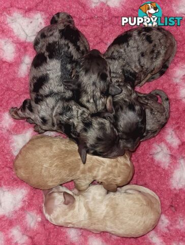POODLES PUREBRED REG MDBA...Toy & Mini - Blue Phantom Merle, Brown, Apricot Merle Abstract, Red.