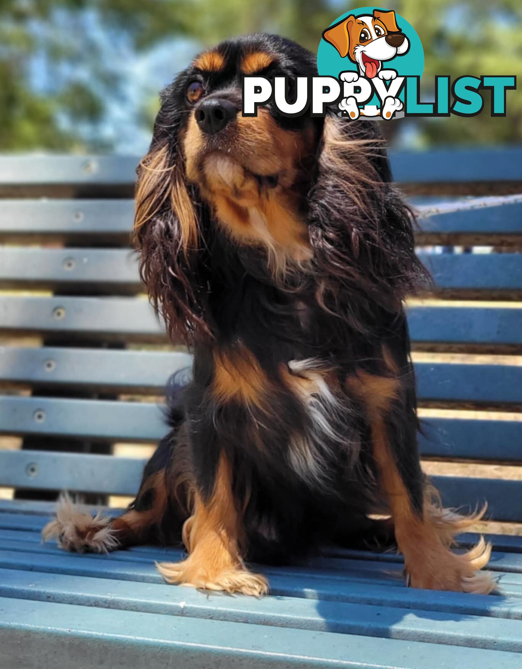 * CAVALIER KING CHARLES SPANIEL registered chocolate carrier female pups and 2 young adults *