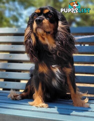 * CAVALIER KING CHARLES SPANIEL registered chocolate carrier female pups and 2 young adults *