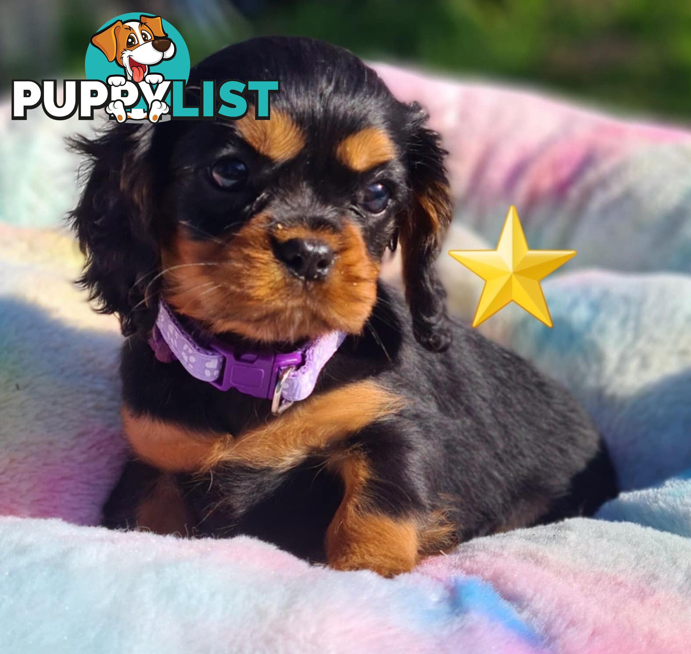 * CAVALIER KING CHARLES SPANIEL registered chocolate carrier female pups and 2 young adults *