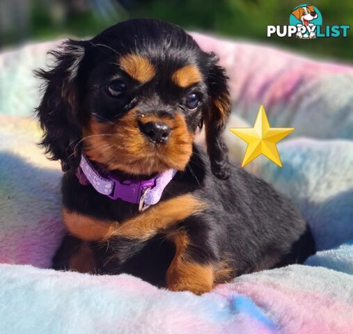 * CAVALIER KING CHARLES SPANIEL registered chocolate carrier female pups and 2 young adults *