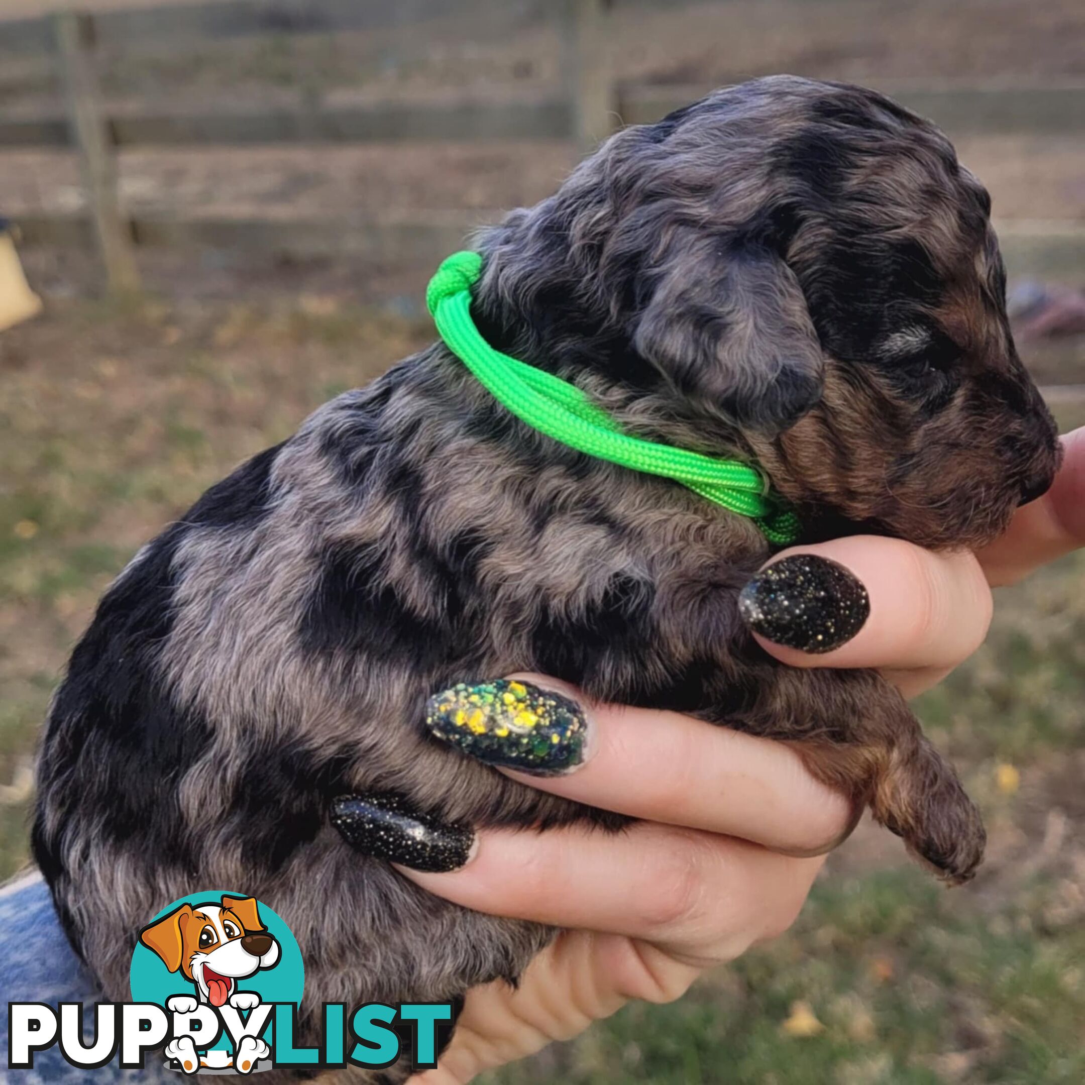 POODLES PUREBRED REG MDBA...Toy & Mini - Blue Phantom Merle, Brown, Apricot Merle Abstract, Red.